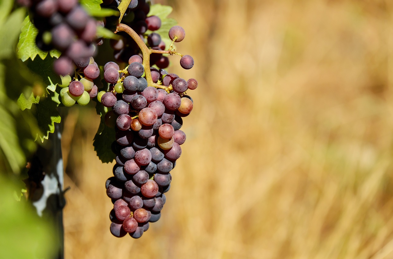 grapes fruit fruits free photo