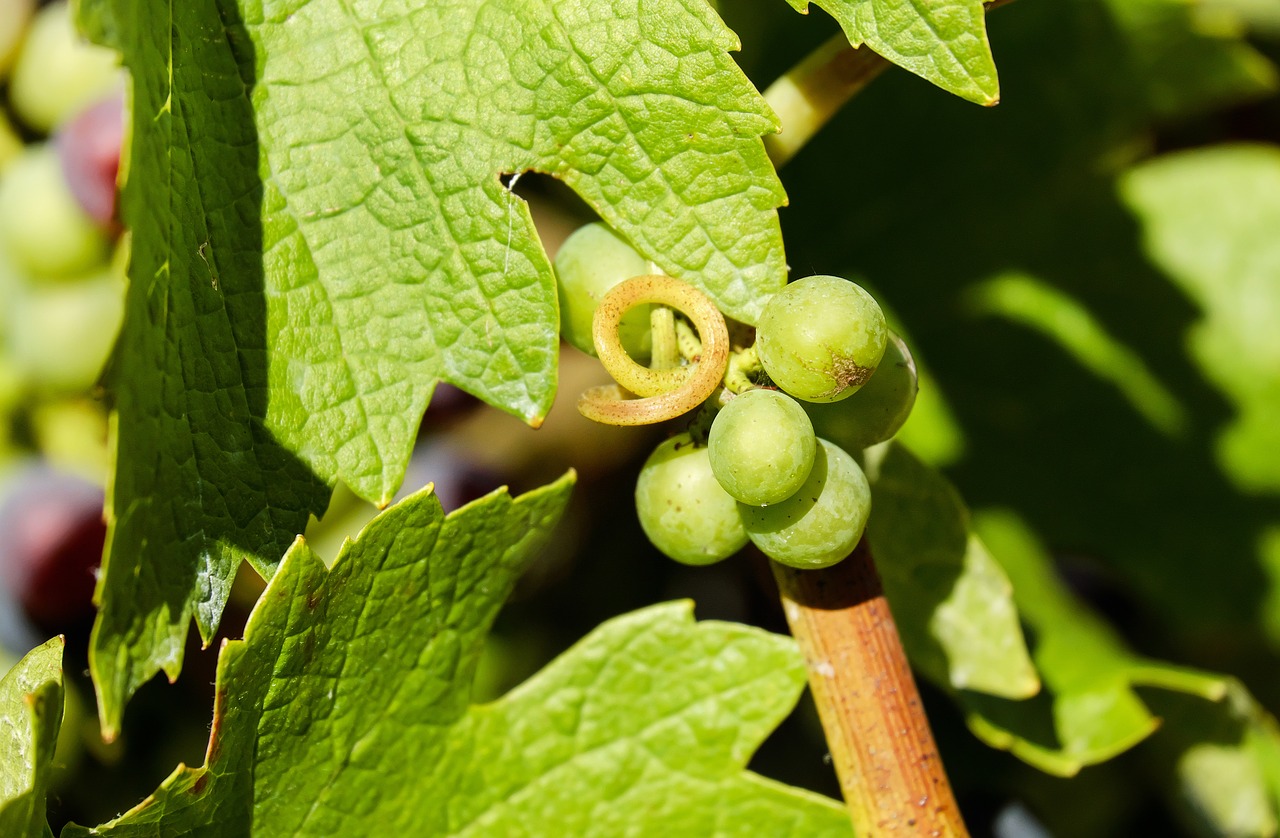 grapes fruit green grapes free photo