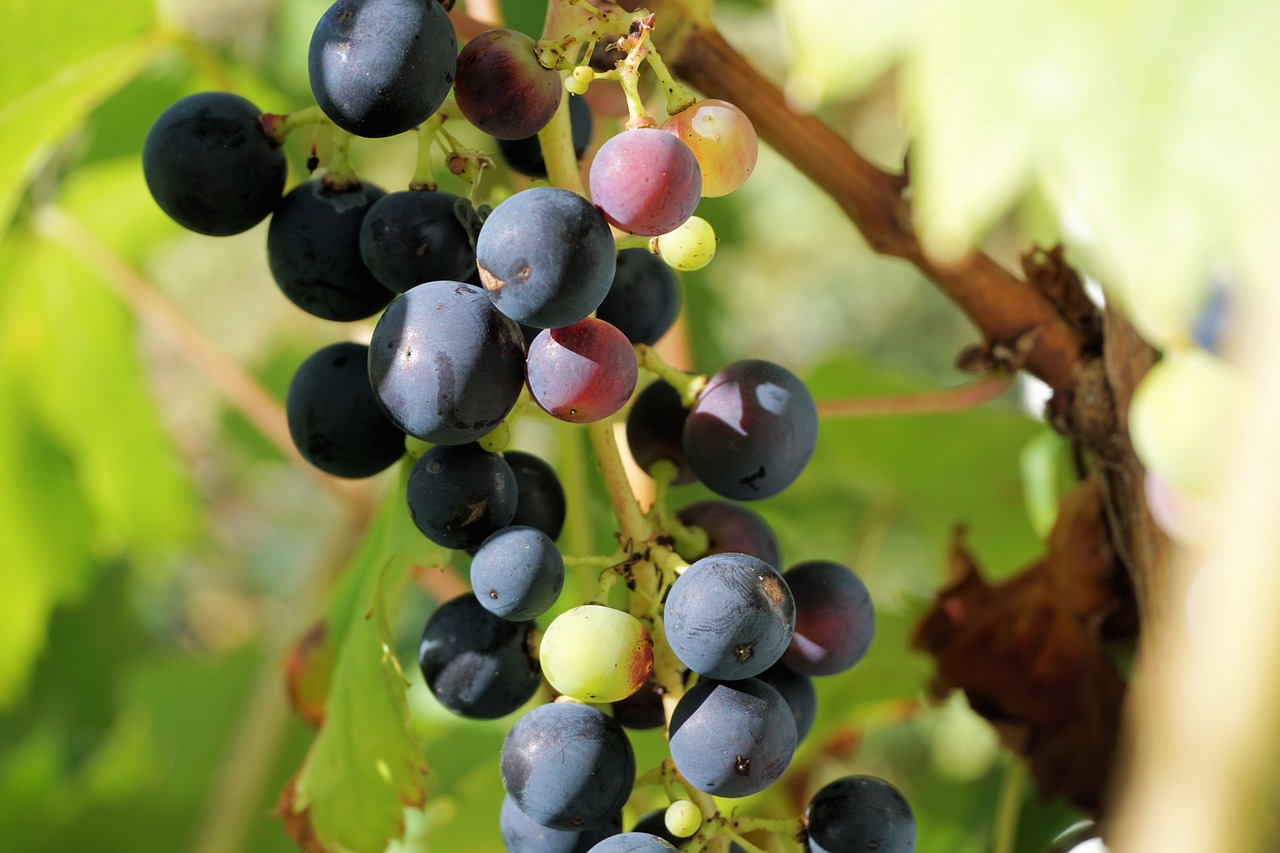 grapes winegrowing grapevine free photo