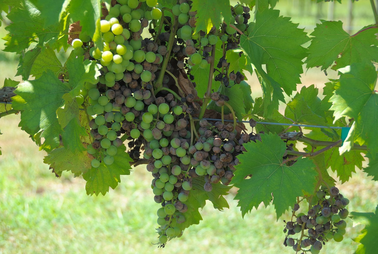 grapes vineyard wine free photo