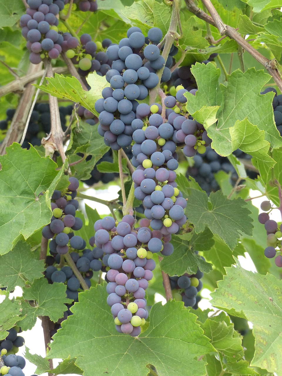 grapes blue vine free photo