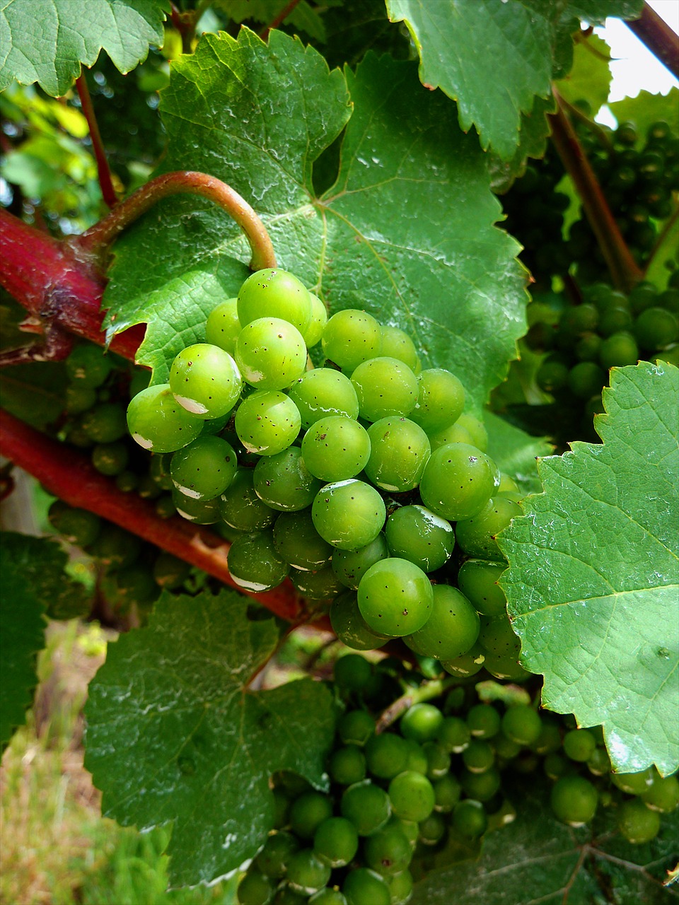 grapes gold fruit free photo