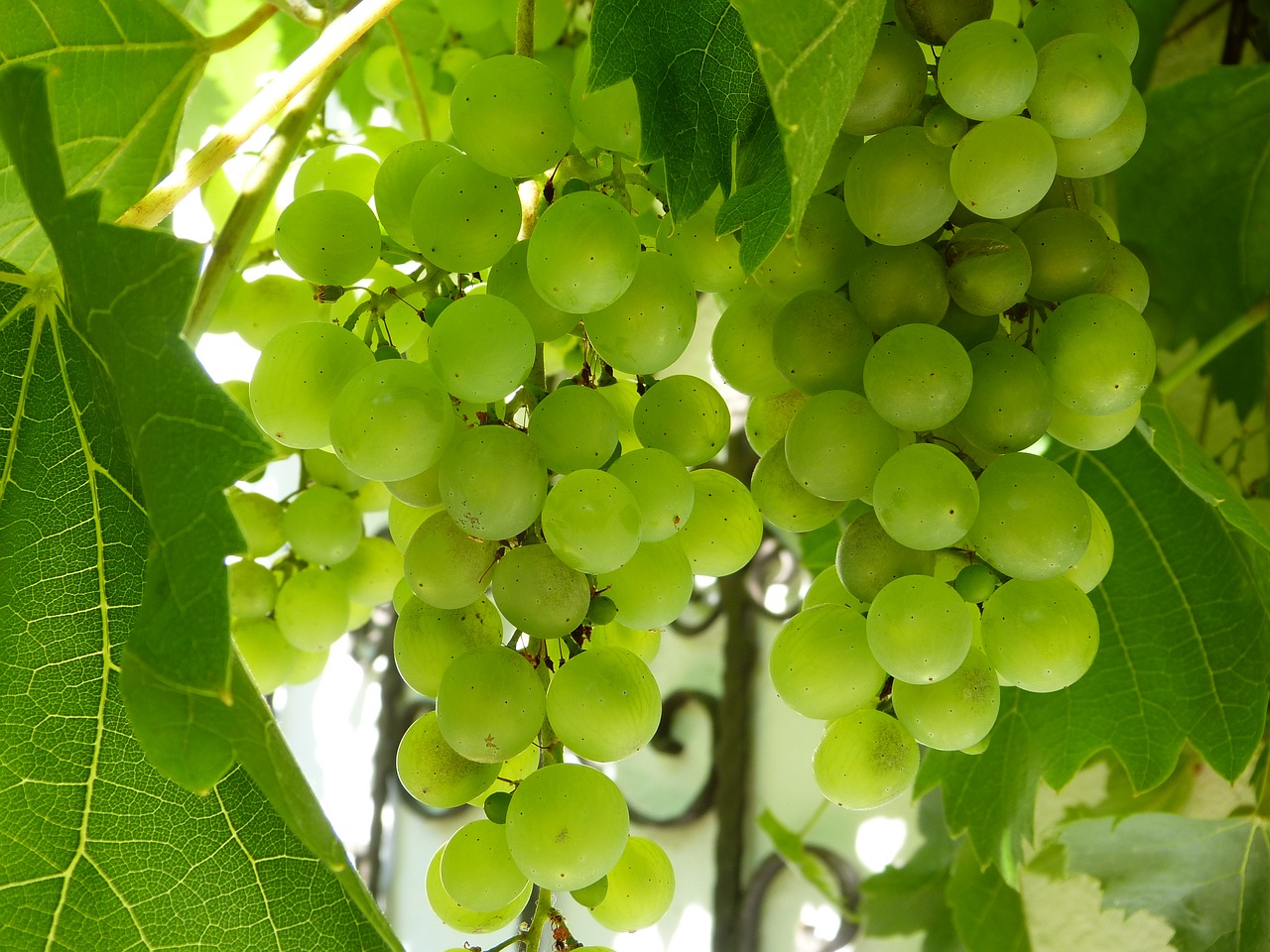 grapes wine vines free photo