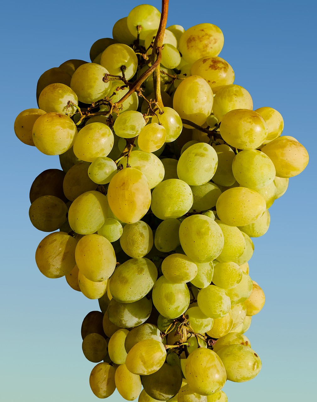 grapes fruit winegrowing free photo