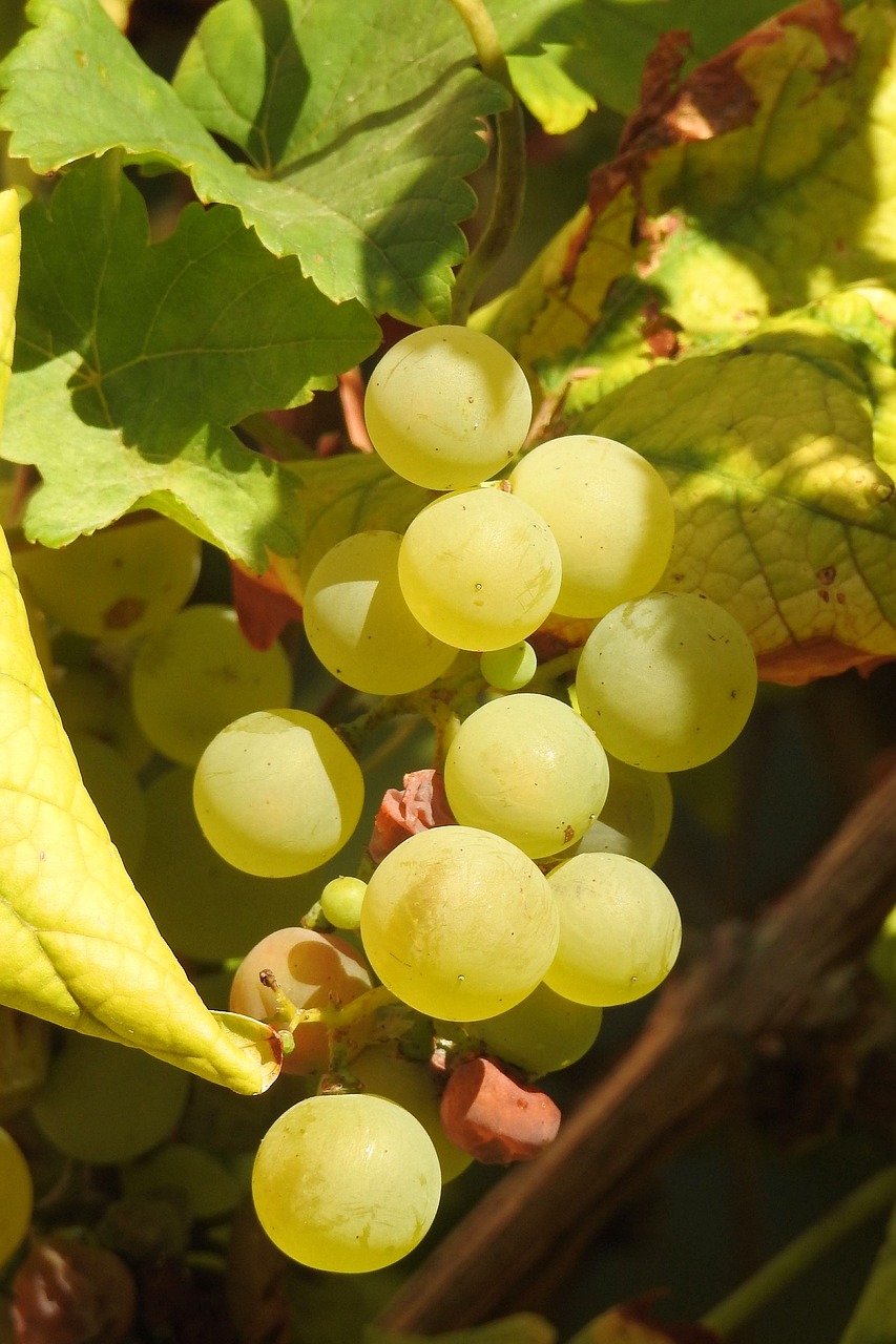 grapes grapevine rebstock free photo