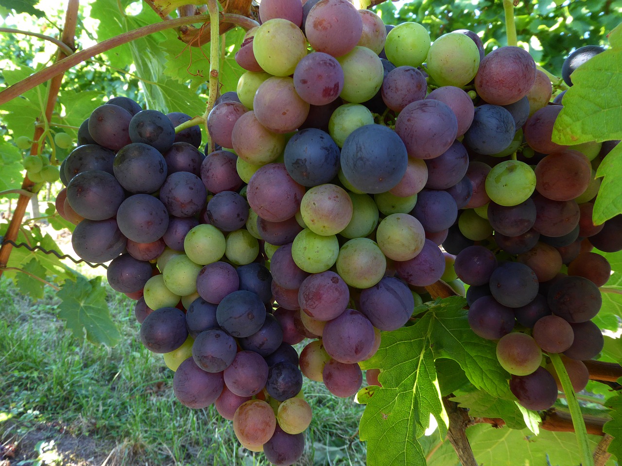 grapes red white free photo