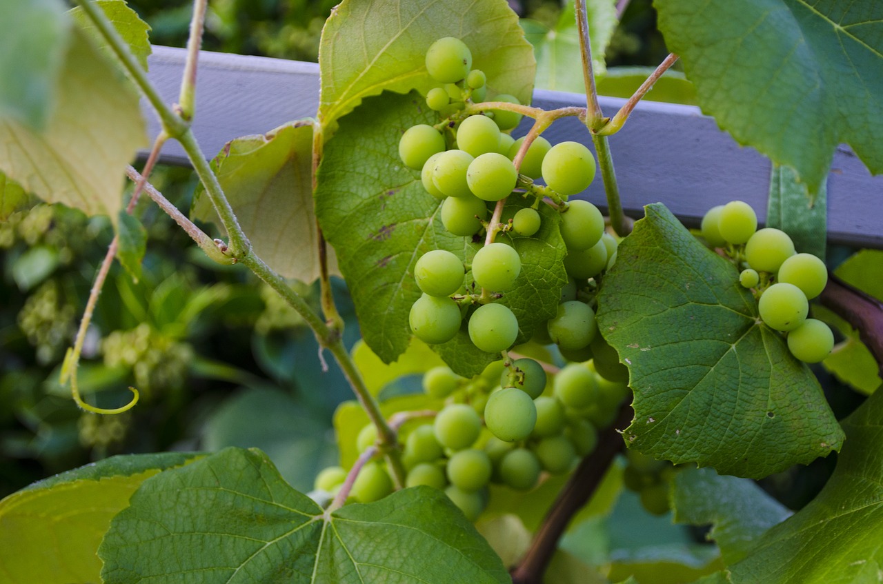 grapes vine vineyard free photo