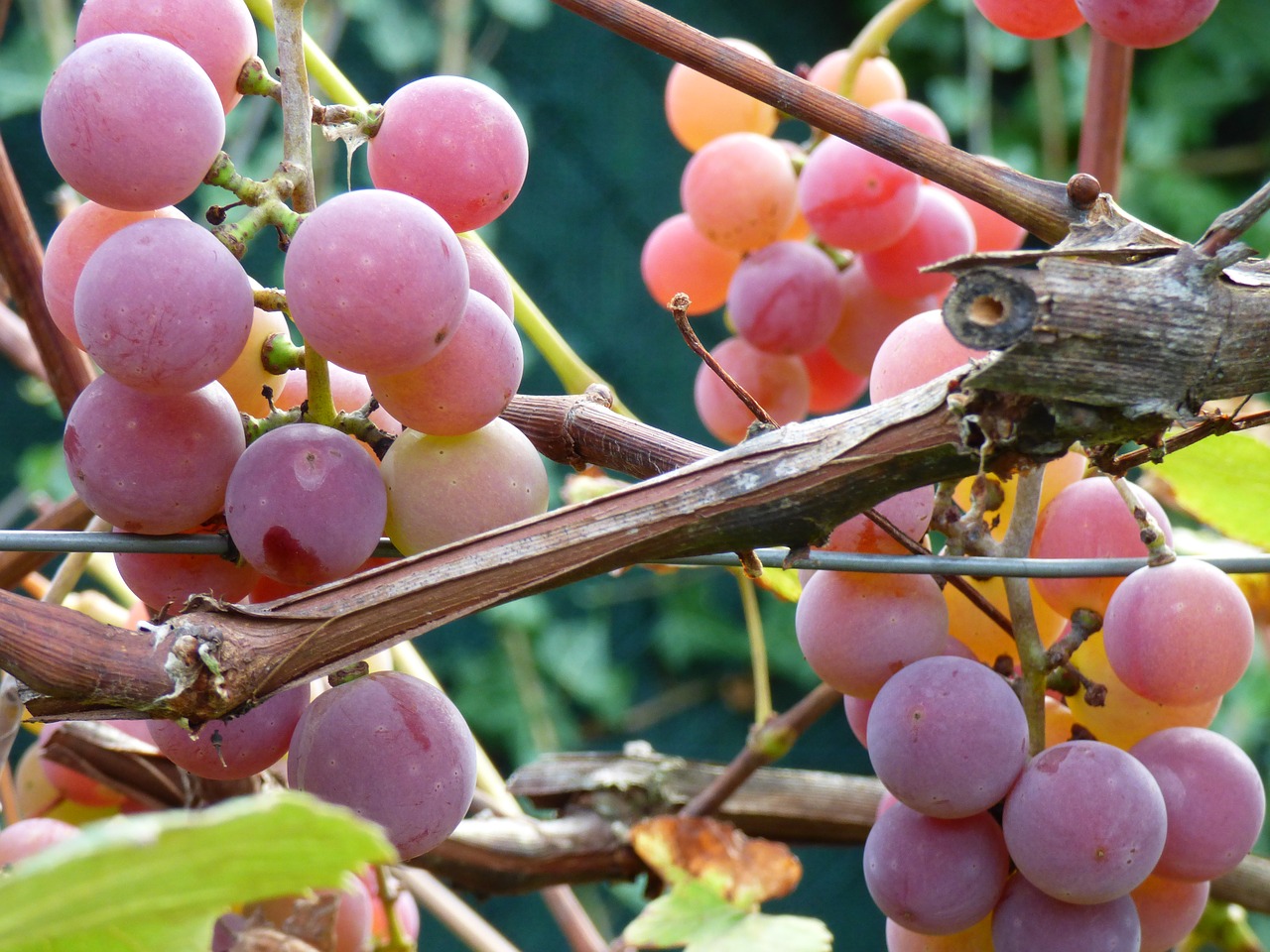 grapes garden autumn free photo