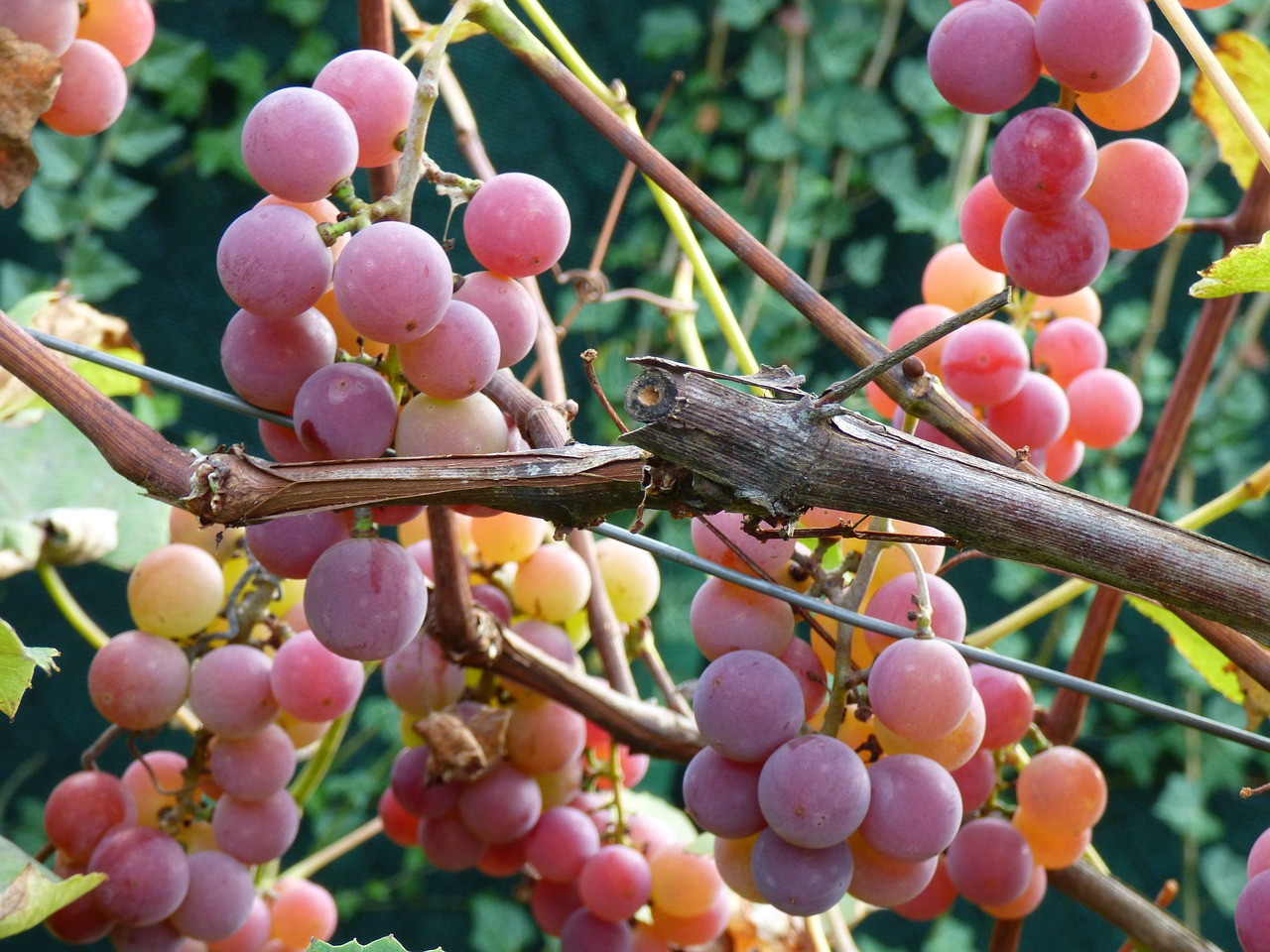 grapes pink vine free photo
