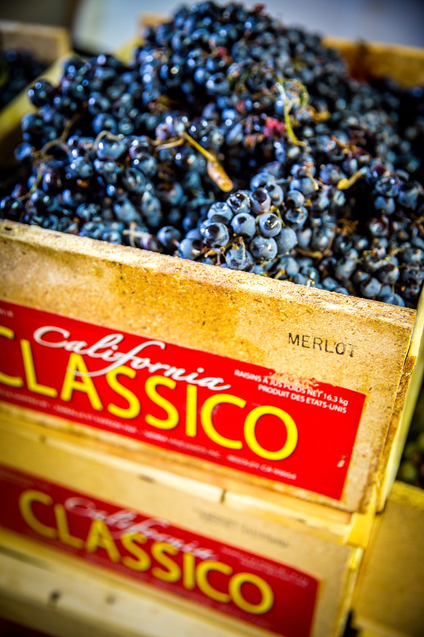 grapes wine winemaking free photo