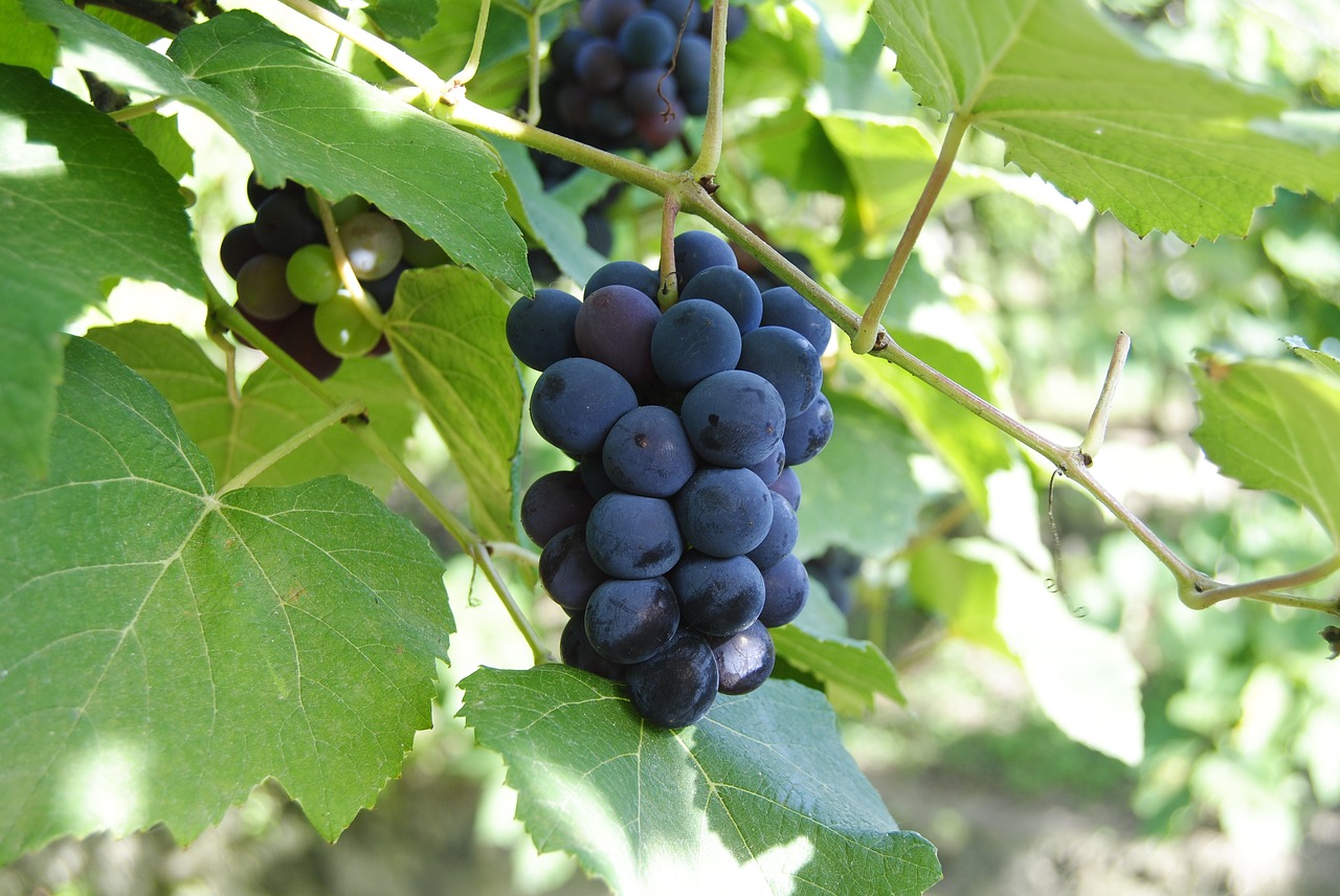 grapes purple wine free photo