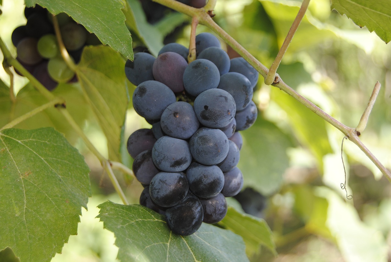 grapes purple wine free photo