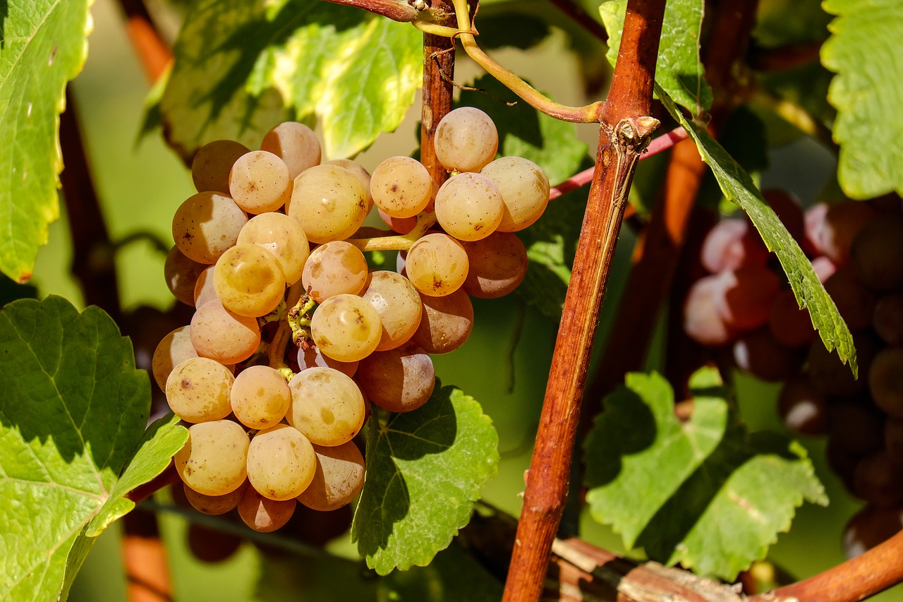 grapes fruit sweet free photo