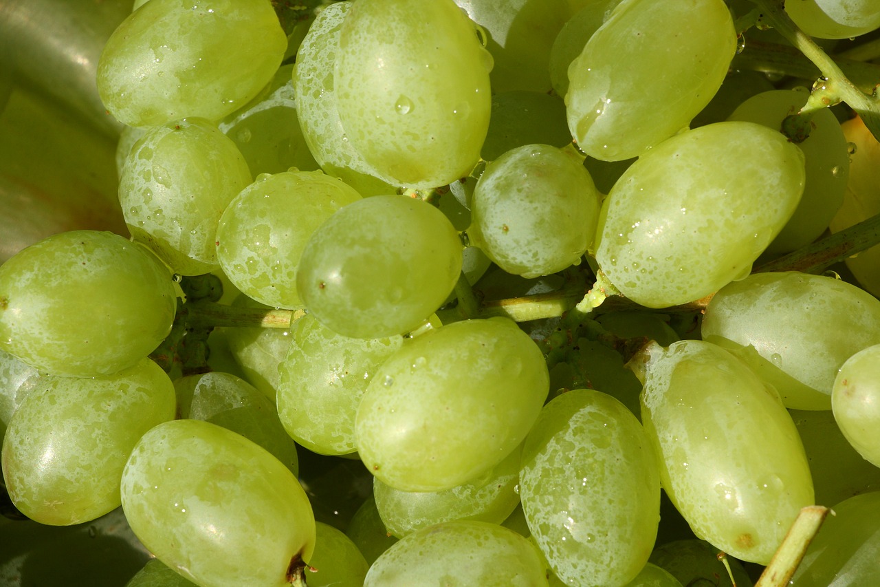 grapes fruit wine free photo