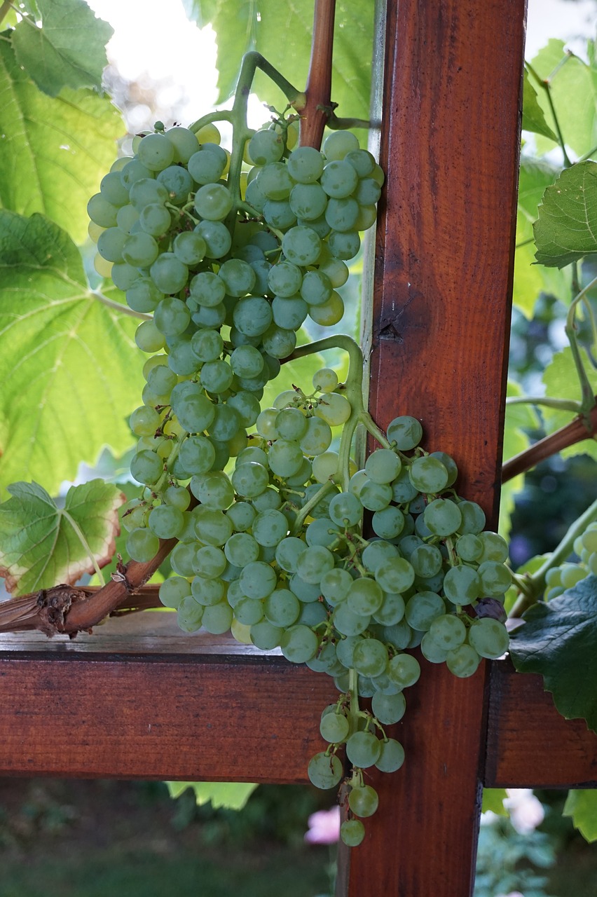 grapes wine vines free photo