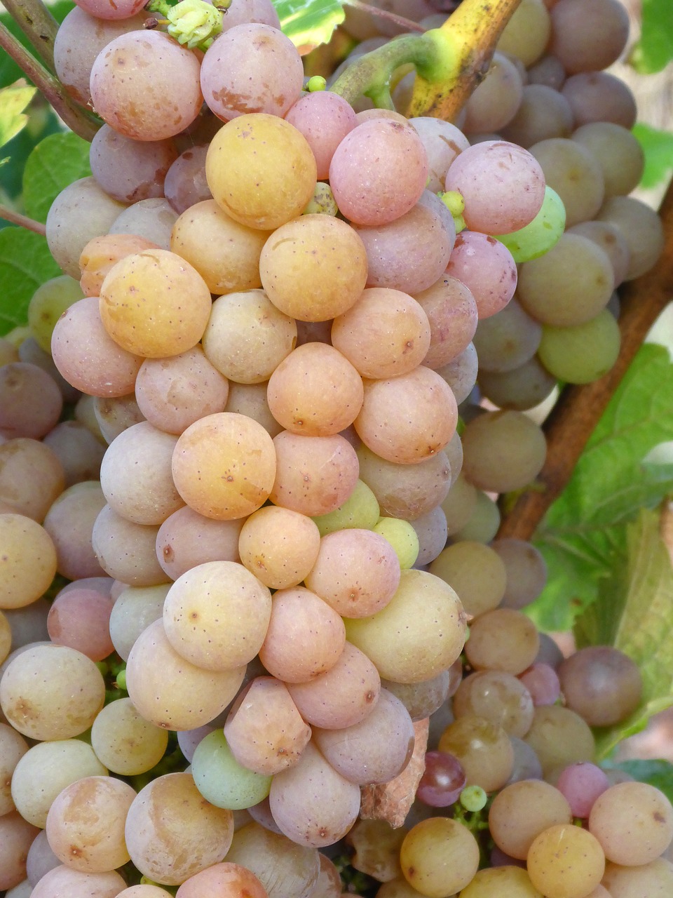 grapes vineyard white wine free photo