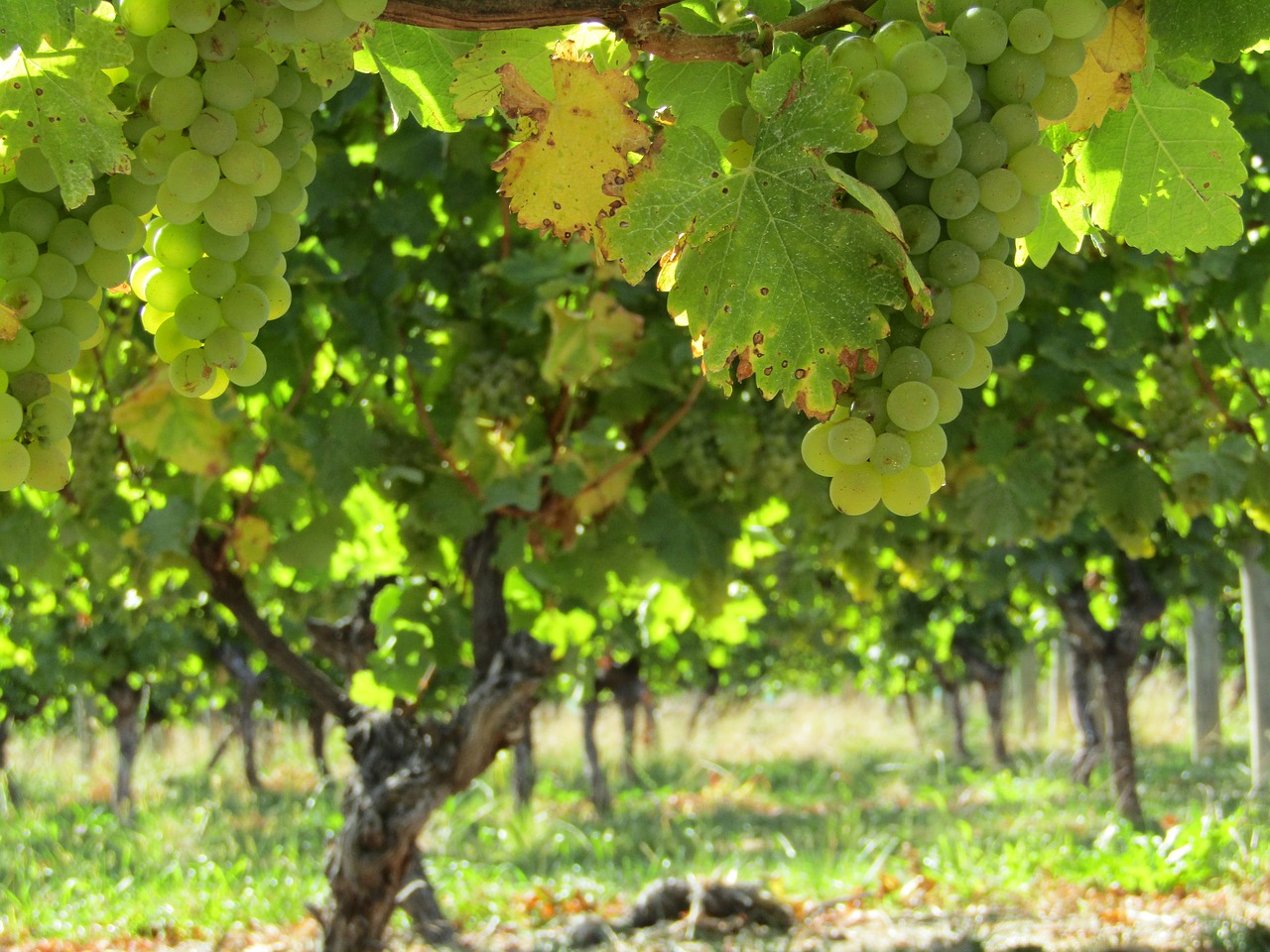 grapes vineyard new zealand free photo