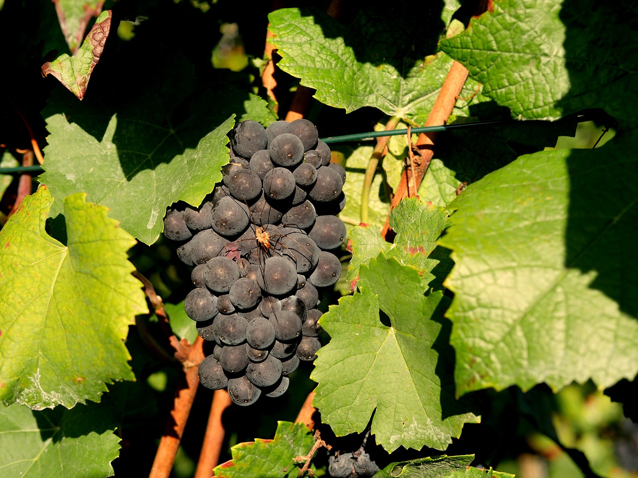 grapes red wine spider free photo