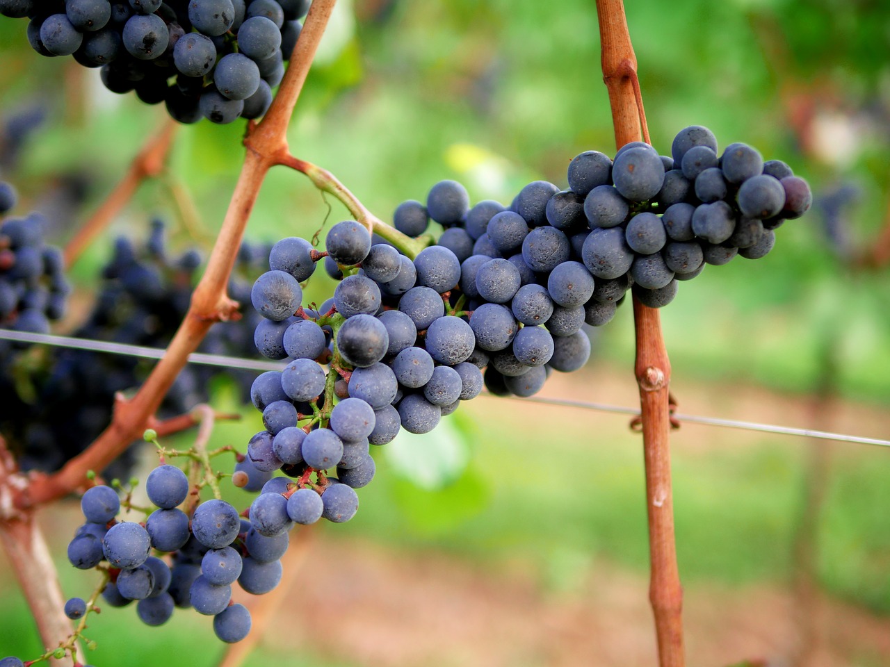 grapes red wine vineyard free photo