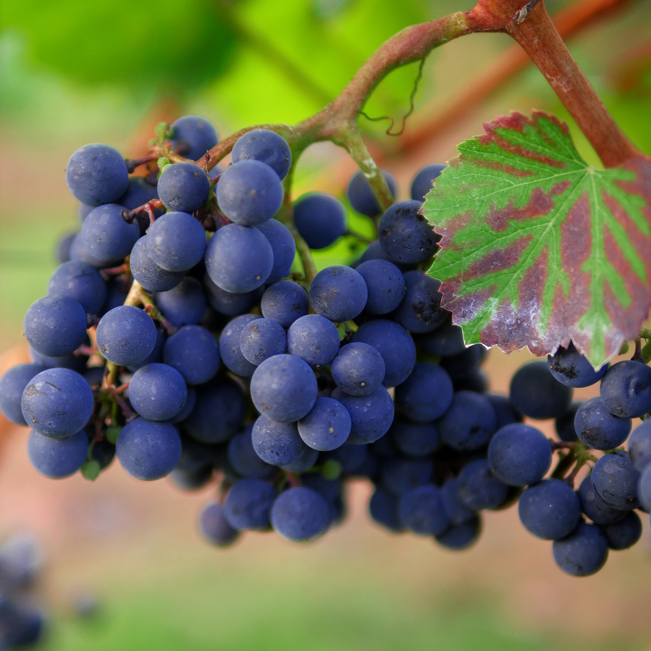 grapes red wine vineyard free photo