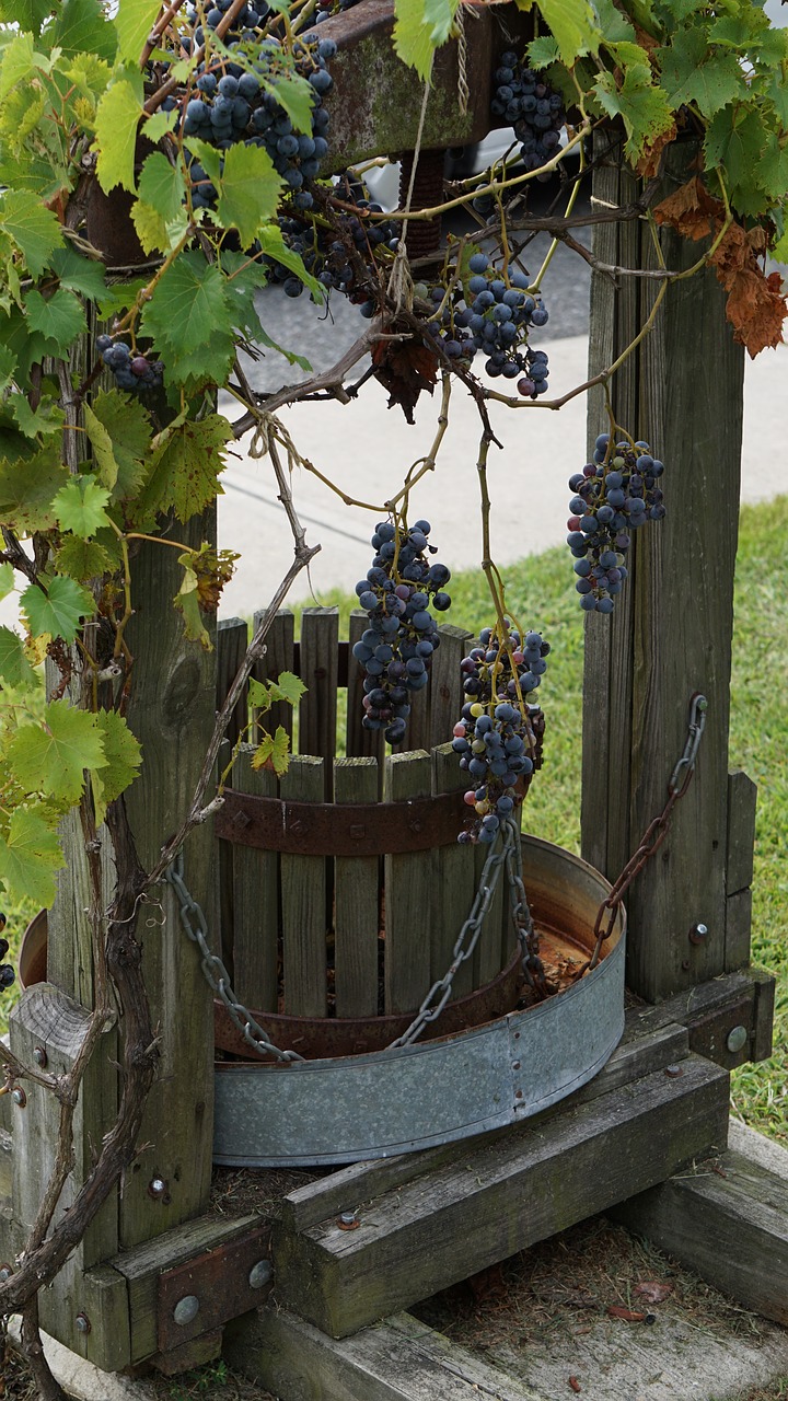 grapes vineyard fruit free photo