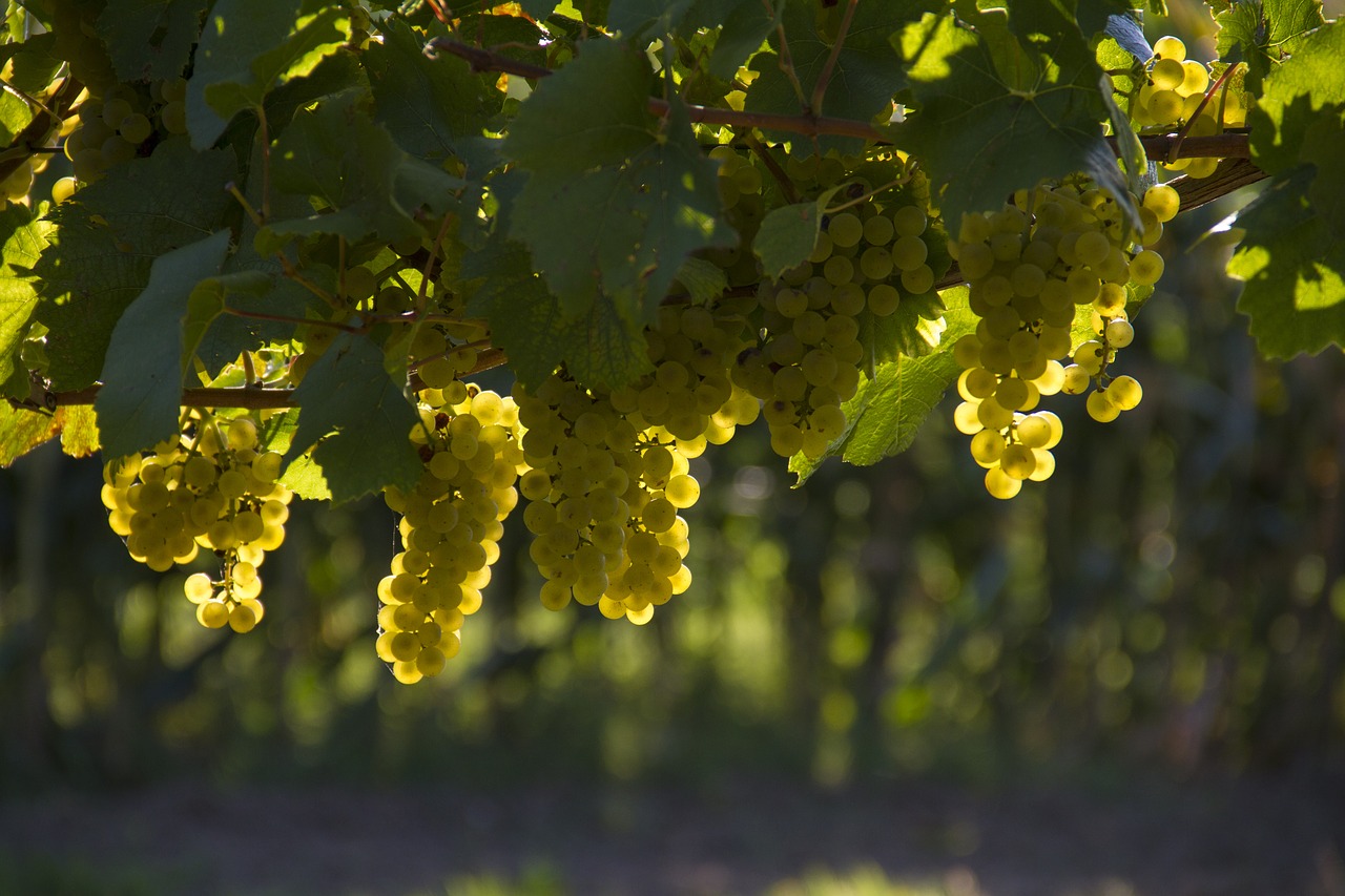 grapes yellow harvest free photo