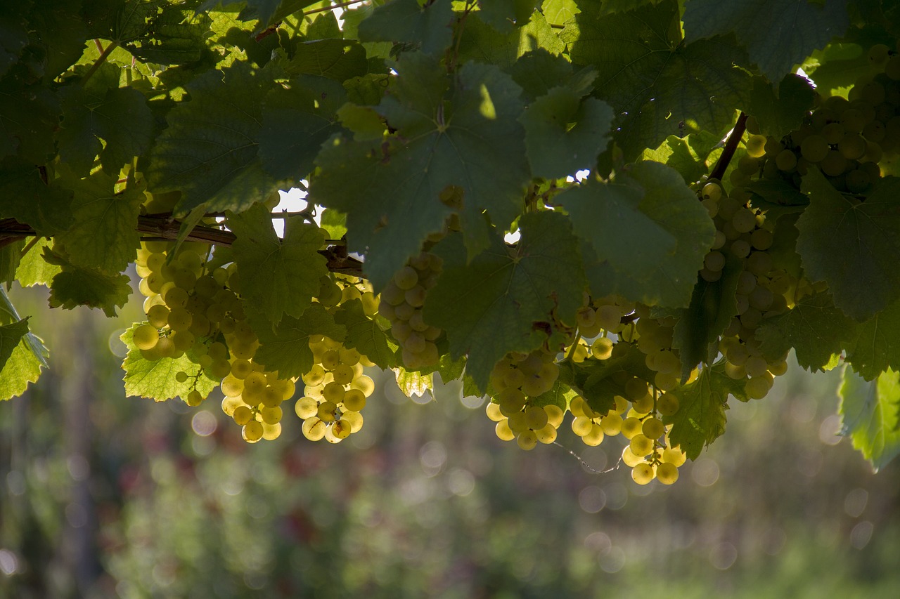 grapes yellow harvest free photo