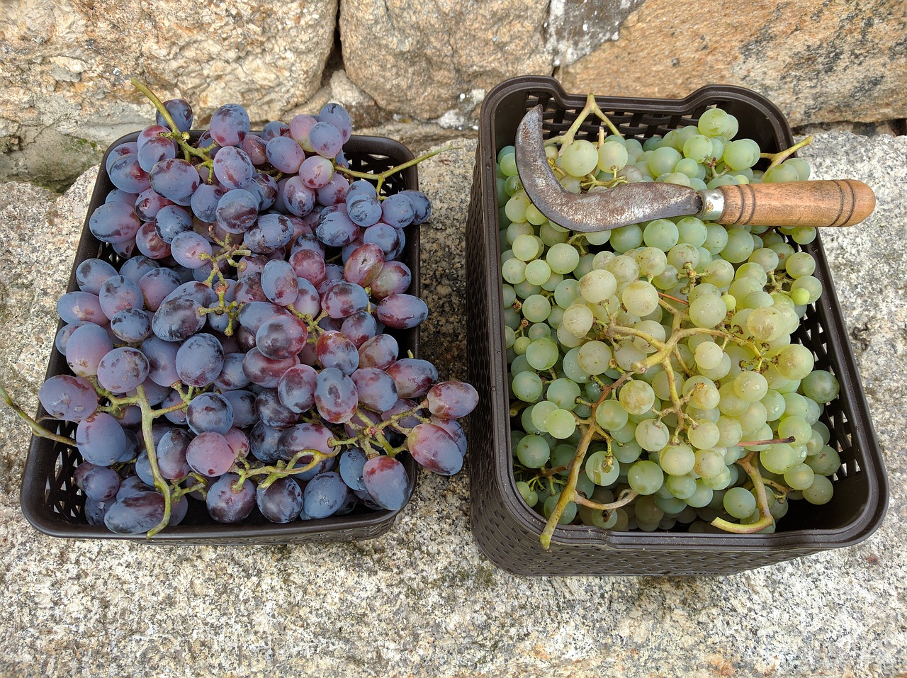 grapes fruit vintage free photo