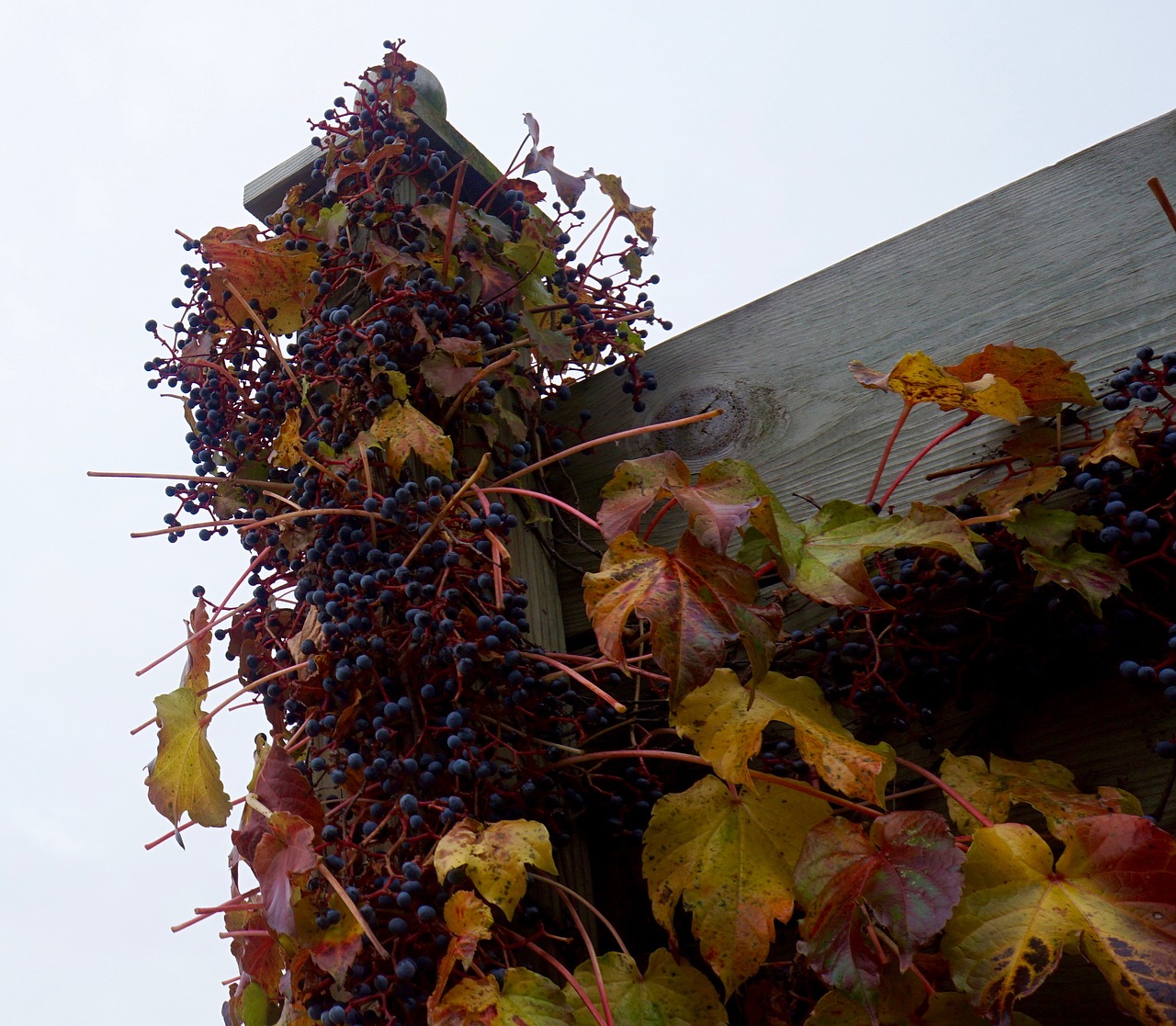 grapes fall viticulture free photo