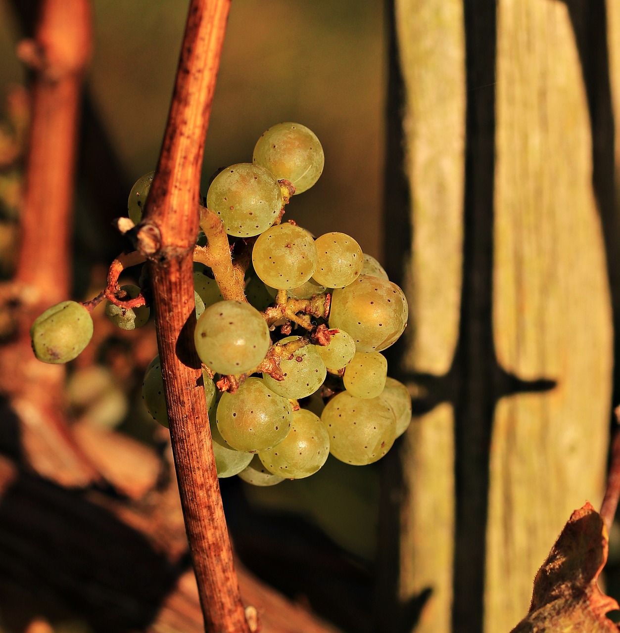 grapes autumn vines free photo