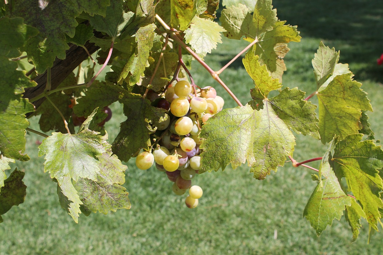 grapes etna sicily free photo