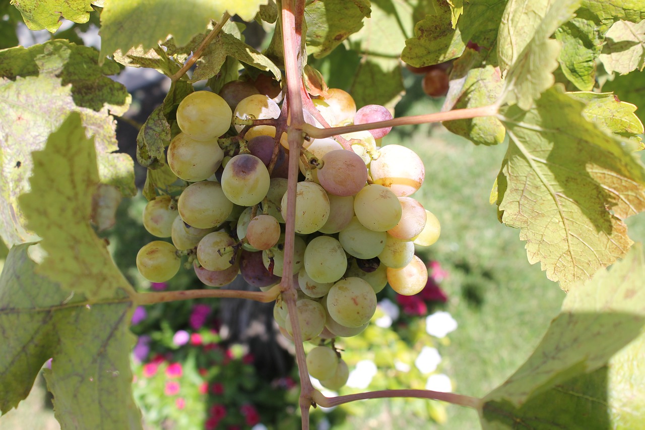 grapes wine sicily free photo