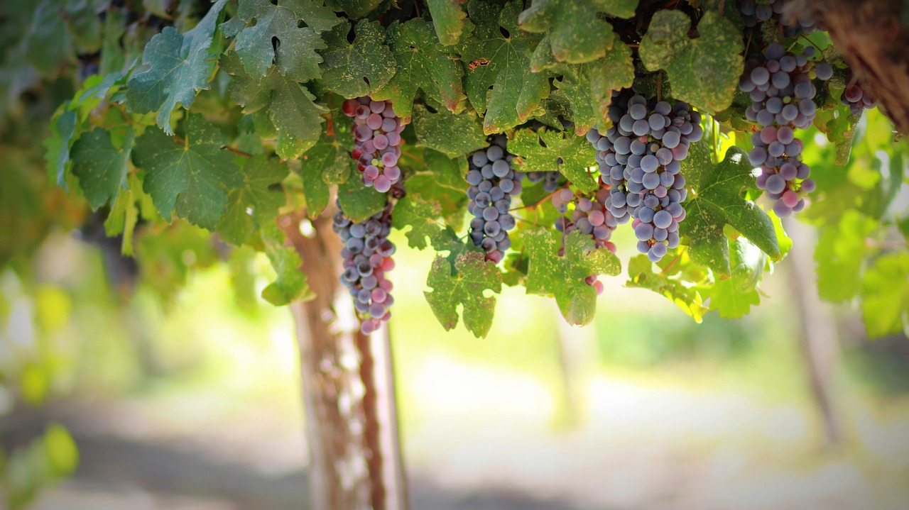 grapes fruit food free photo