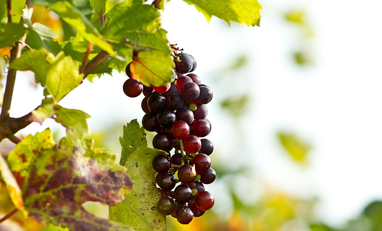 grapes wine screw free photo