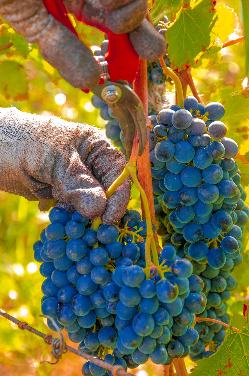 grapes harvest vines free photo