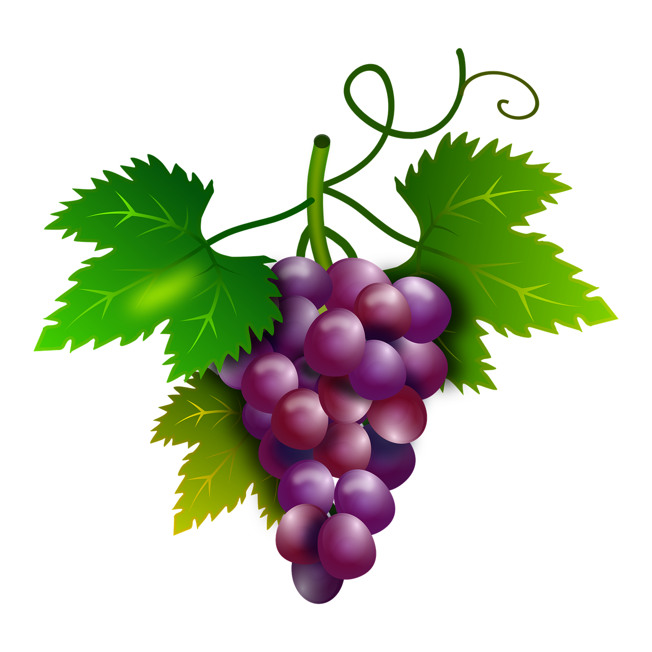 grapes vine vineyard free photo