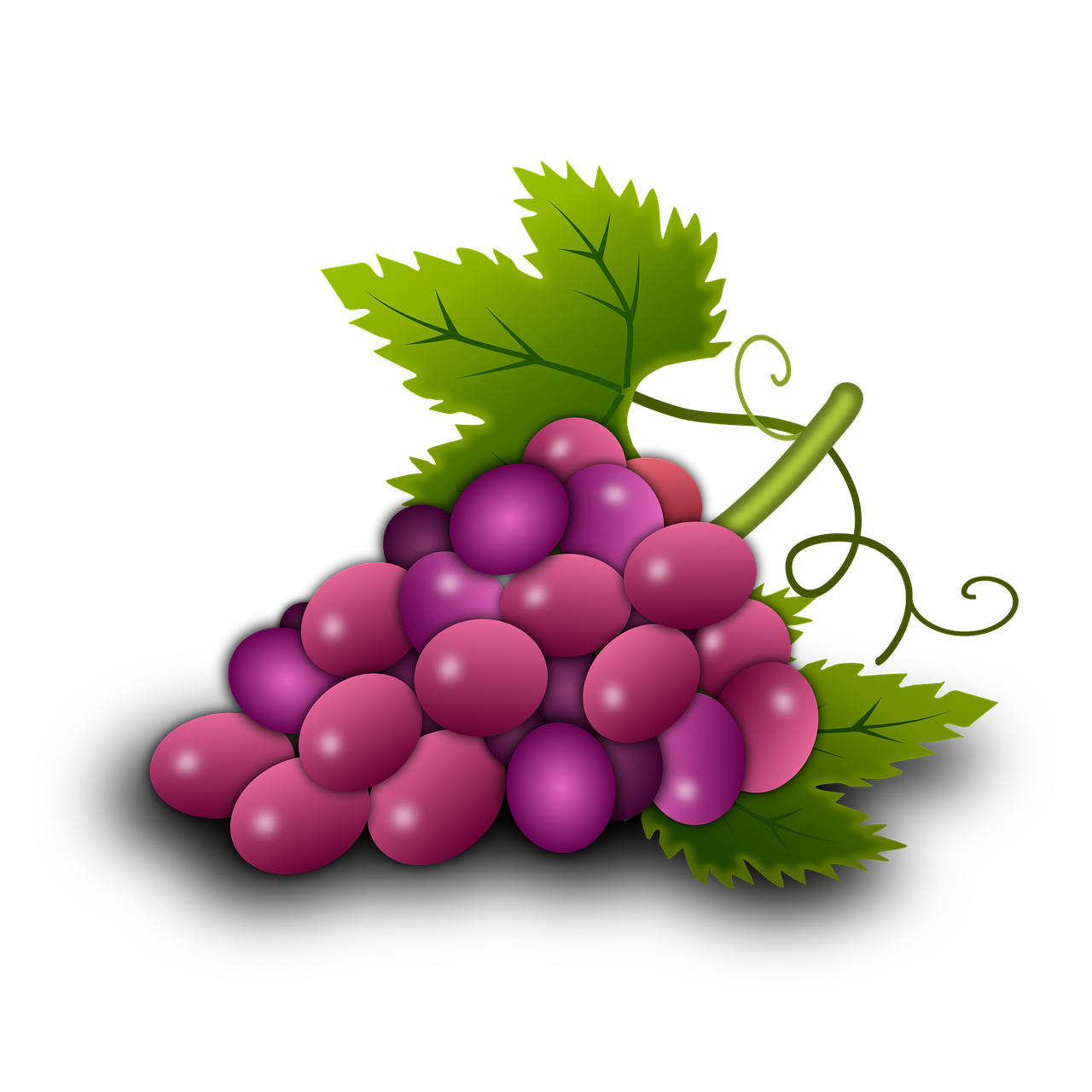 grapes vine vineyard free photo