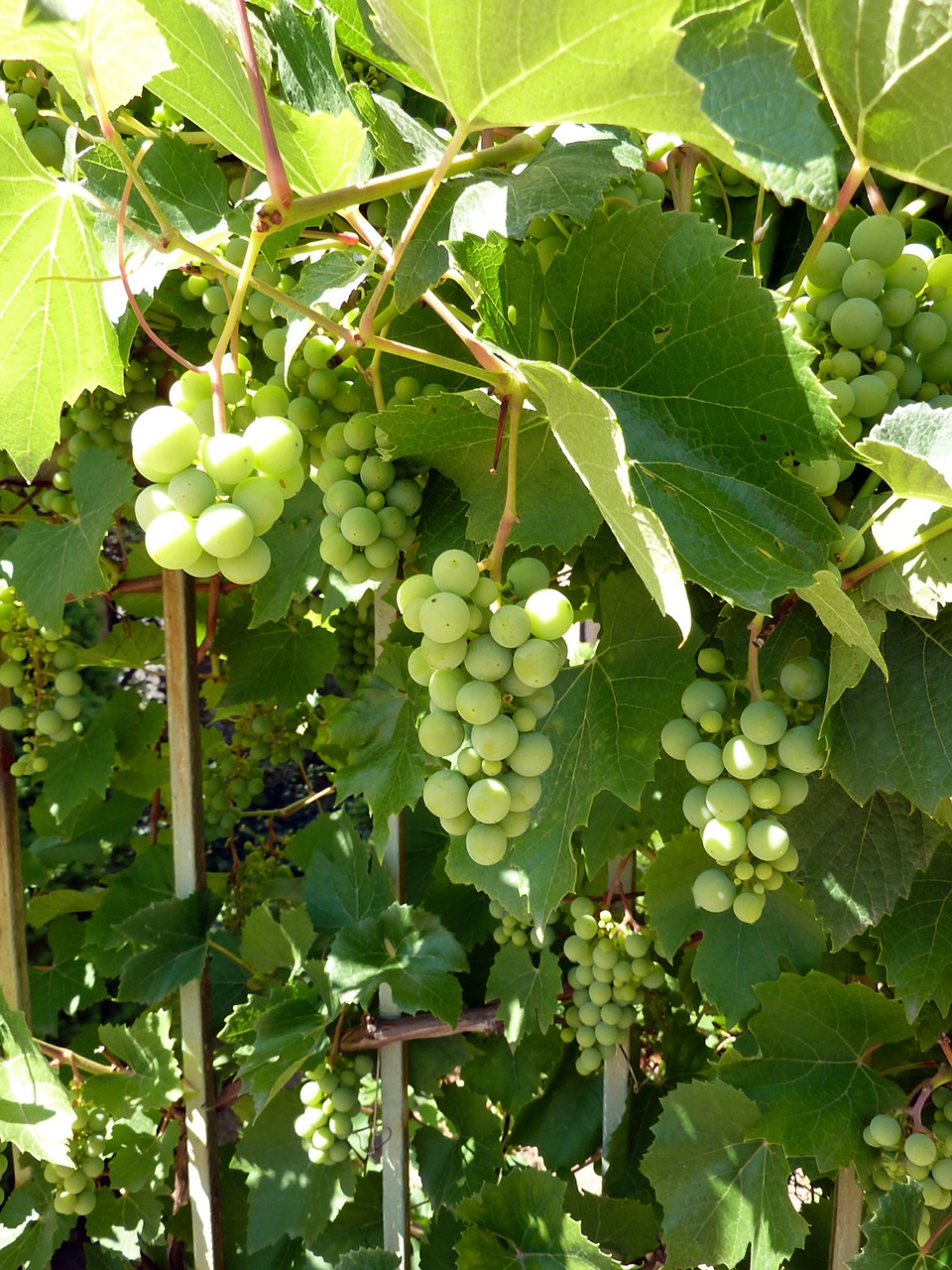 grapes vines grapevine free photo