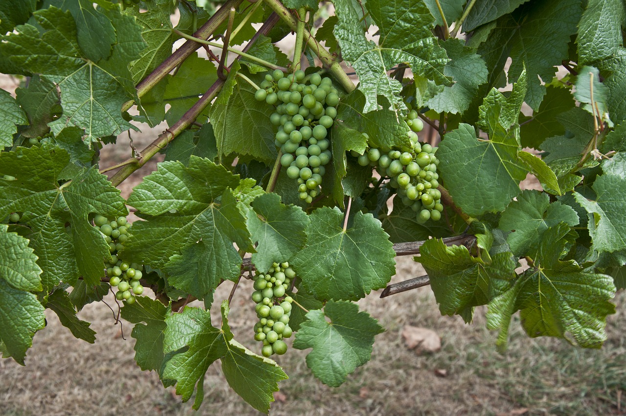 grapes grapevine pinot noir free photo