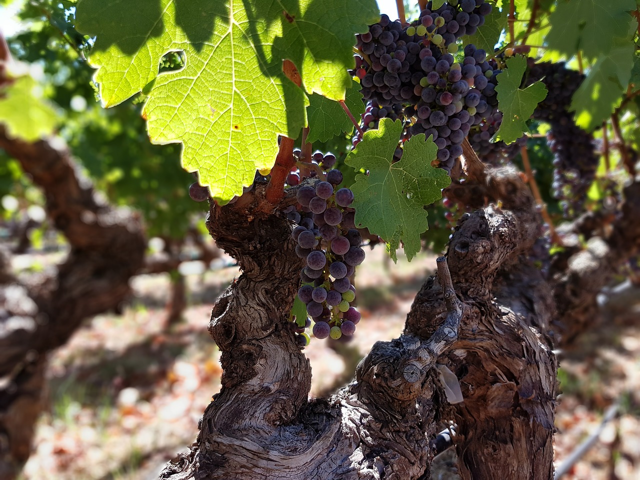 grapes vines vineyard free photo