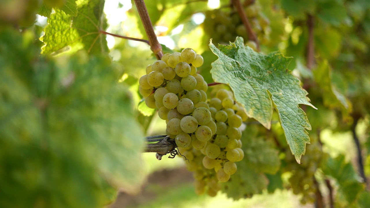 grapes wine grapes riesling free photo