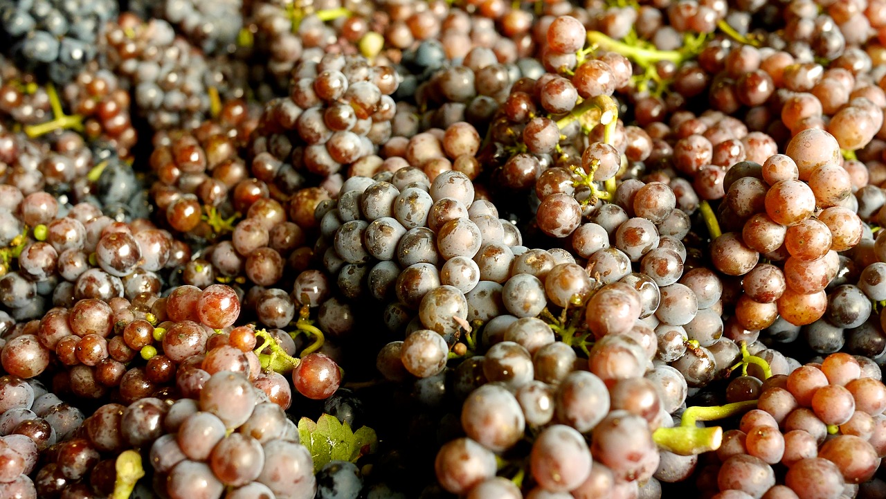 grapes wine grapes pinot blanc free photo