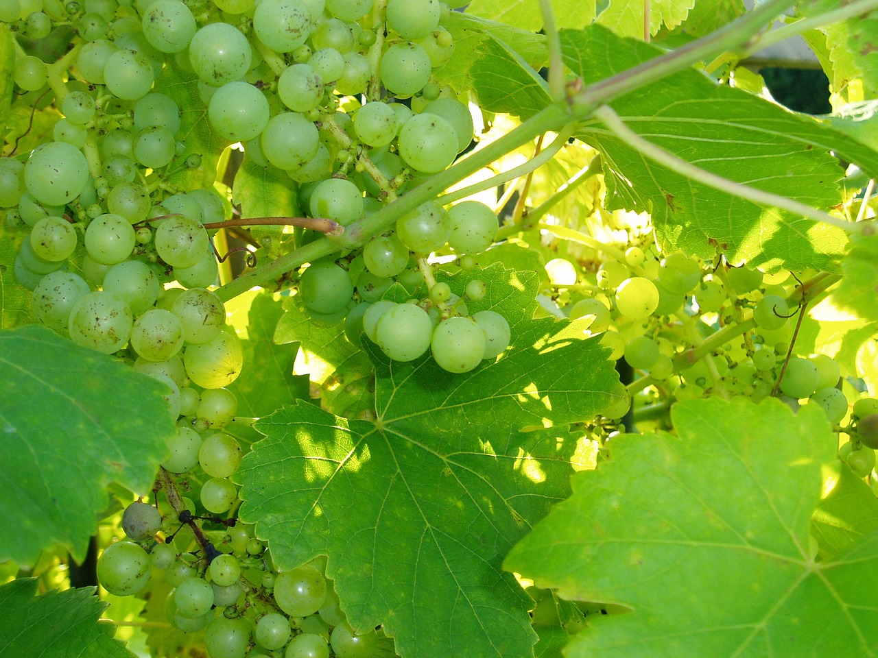grapes autumn vine free photo