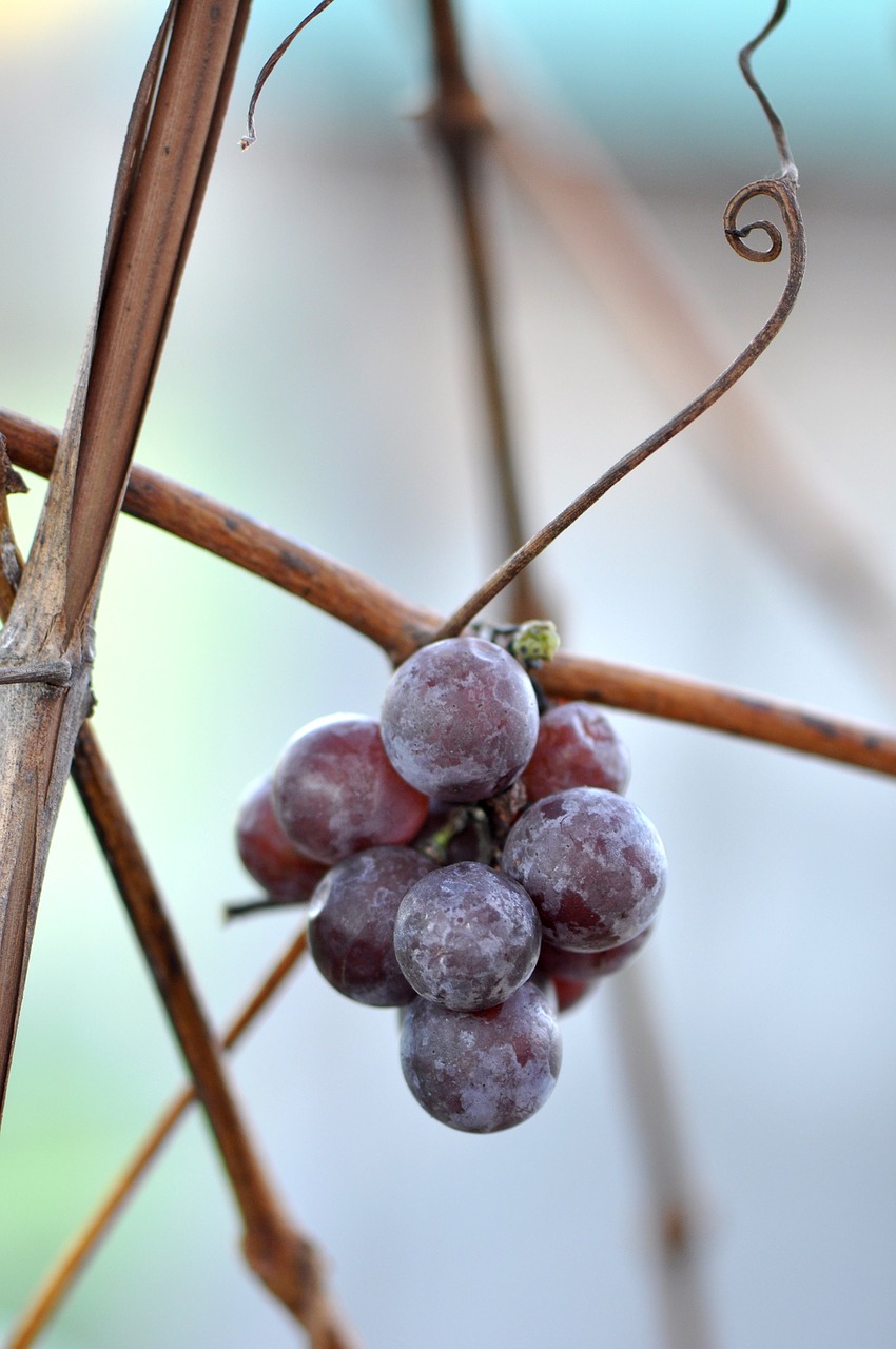 grapes cluster bunch free photo