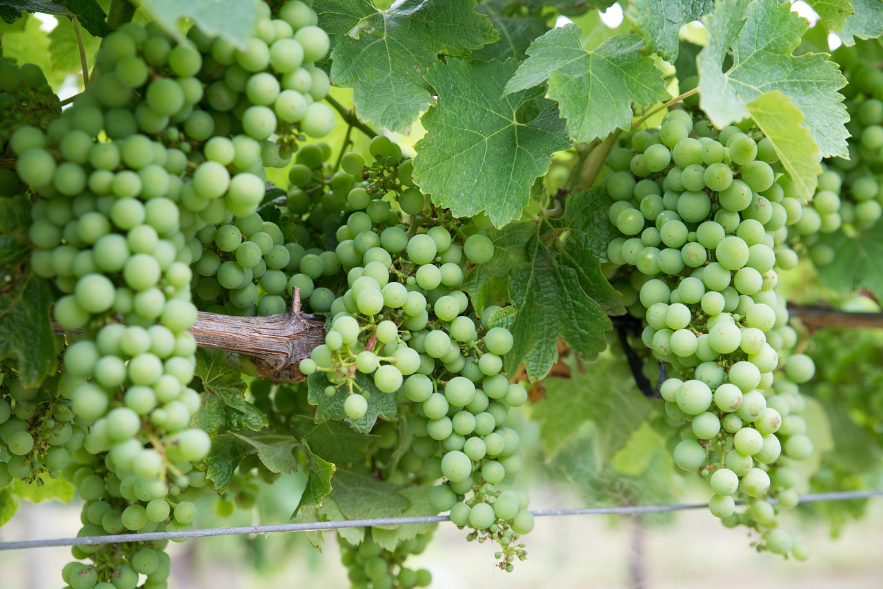 grapes chardonnay vineyard free photo