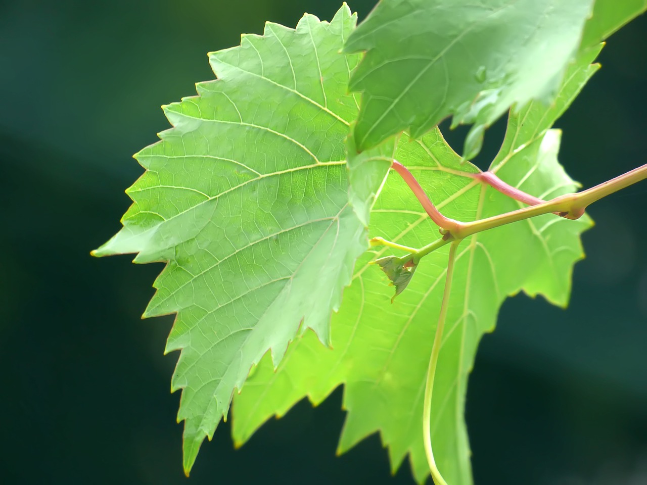 grapes vegetation green free photo