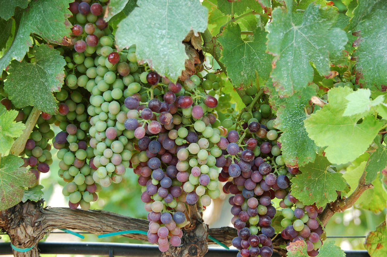 grapes wine spain free photo