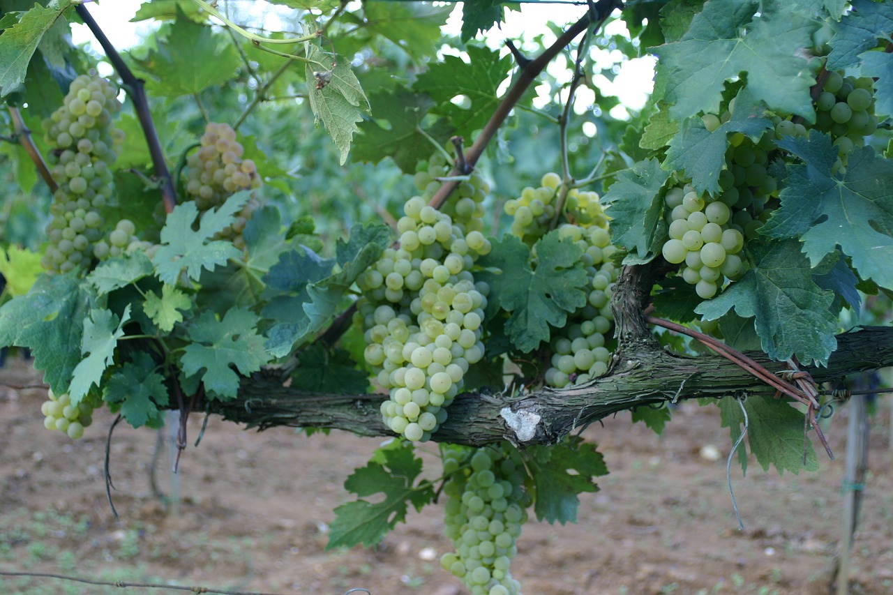 grapes vineyard wine free photo