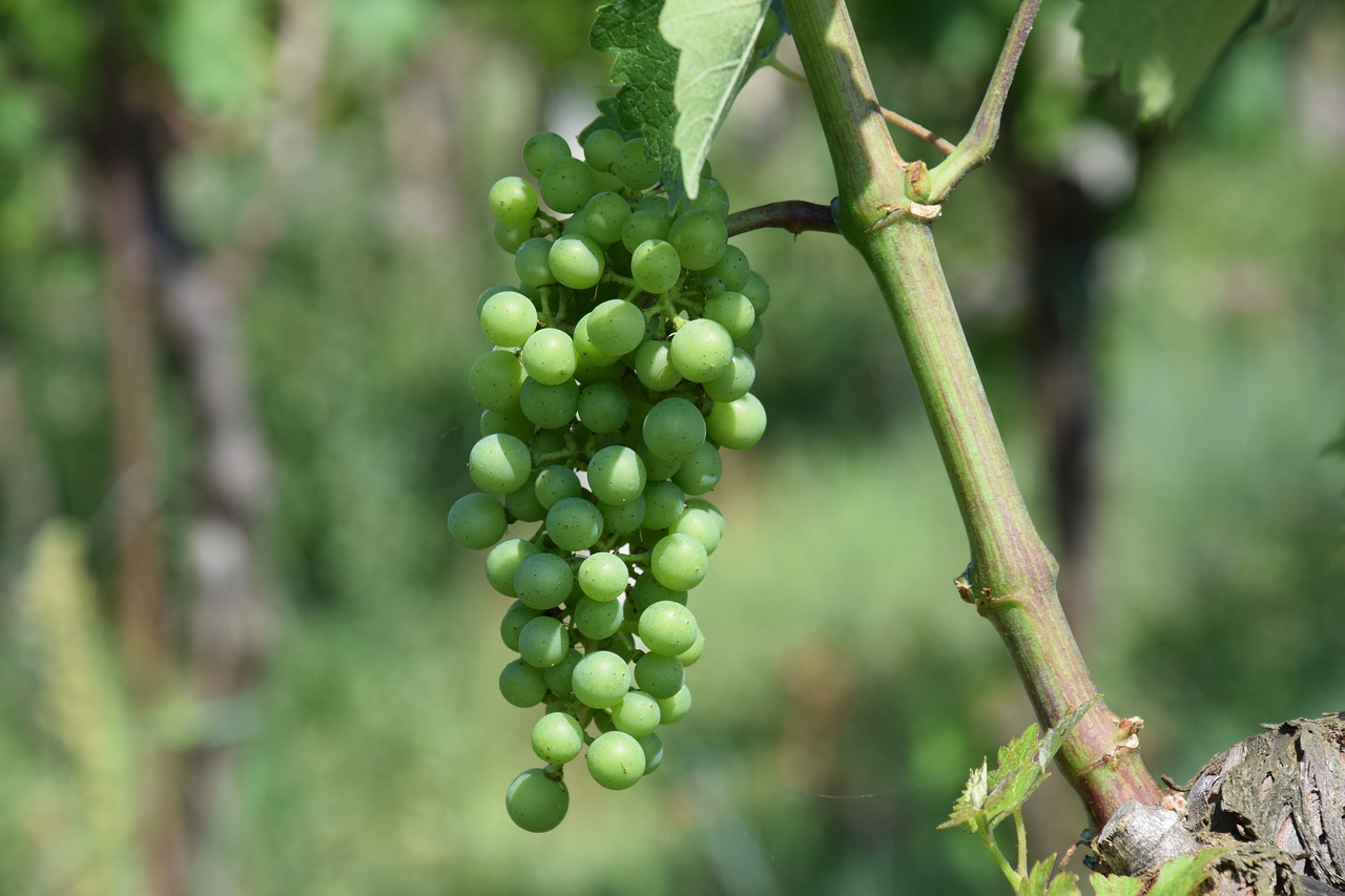 grapes screw vineyard free photo