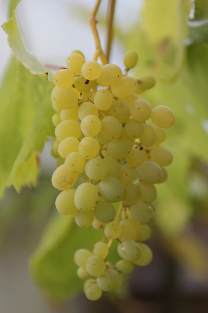 grapes macro green free photo